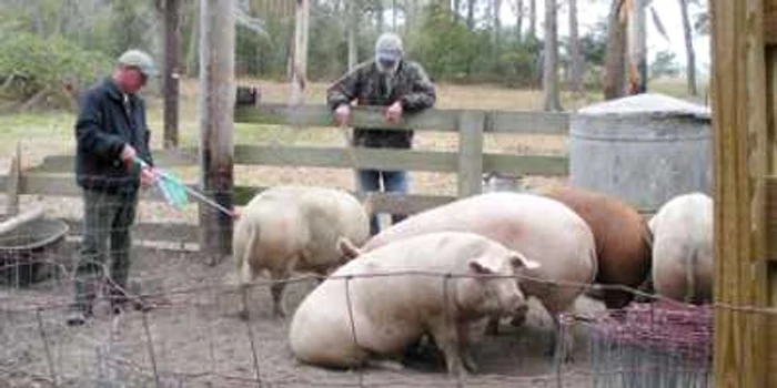 Crescătorii de porci fac vânzare cu ajutorul anunţurilor din ziare