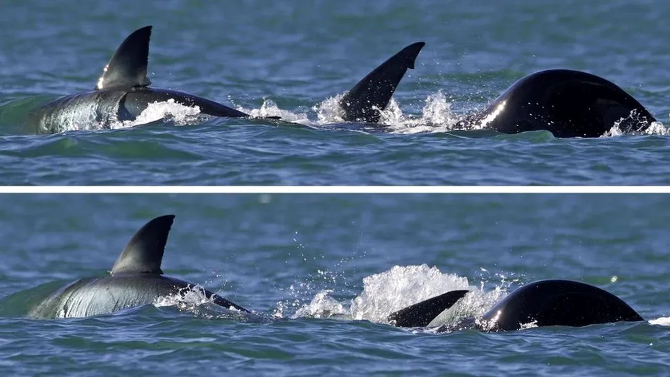 Orca a „eviscerat” rechinul în mai puțin de două minute