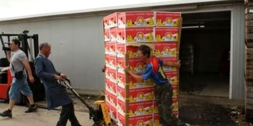 Fructele vor fi valorificate. Foto:Stelian Grăjdan.