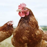 Alektorofobia frica de găini jpeg