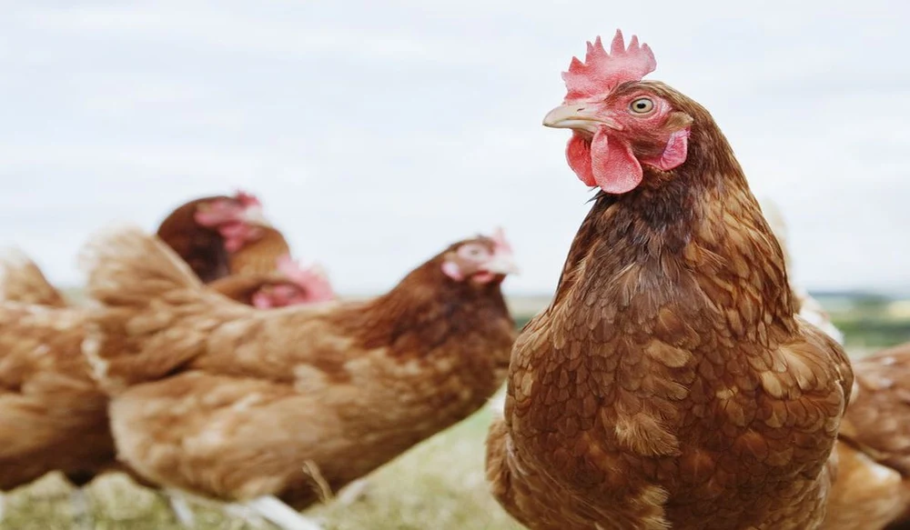 Găinile pot face ouă și iarna: crescătorii dezvăluie secrete și trucuri cu varză, oțet de mere și fiertură din gogonele pentru o producție constantă