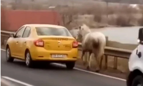 cal rapit cu taxiul jpeg