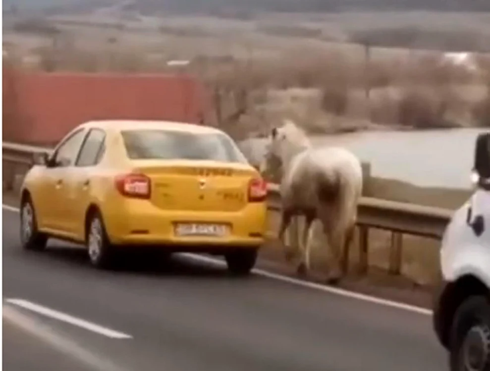Mai mulți șoferi au imortalizat momentul în care calul era transportat de cei doi tineri Sursă foto: Captură video