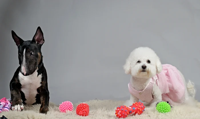 Vedeta s-a plâns că Igor (stânga) are prea multă energie. În schimb, nu are nimic de obiectat la Nobby