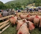Turcana Regina muntilor sarbatoarea oierilor din Muntii Orastiei Foto Daniel Guță ADEVĂRUL (56) jpg