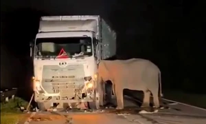 elefant accident foto caotura video jpg