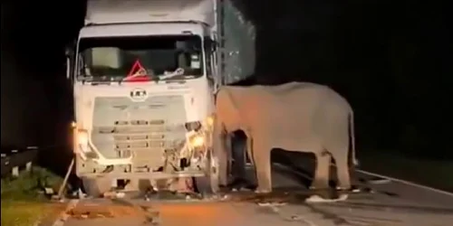 elefant accident foto caotura video jpg