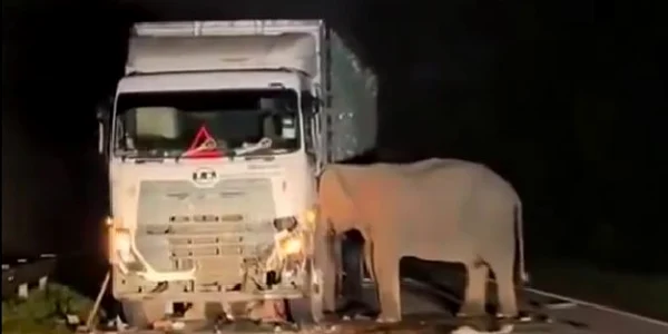 elefant accident foto caotura video jpg