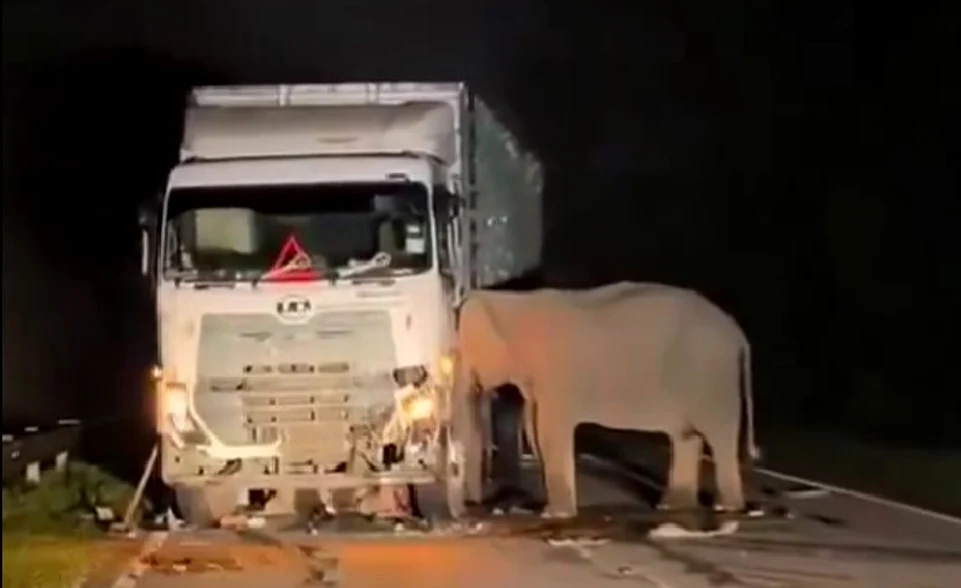 Elefantul-mamă nu s-a desprins de puiul lovit mortal de un camion FOTO: Captură video