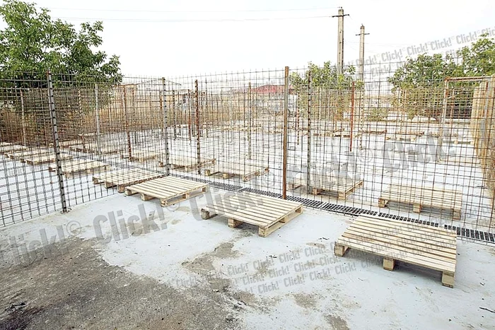 Câinii care n-au fugit de hingheri  nu au avut nevoie de tranchilizant  şi au fost băgaţi în cuşti cu uşurinţă