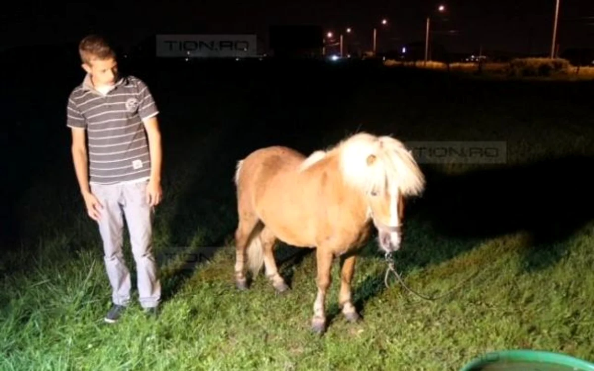 
    Animalul a fost rănit în zona gâtului. (Foto: www.tion.ro)  