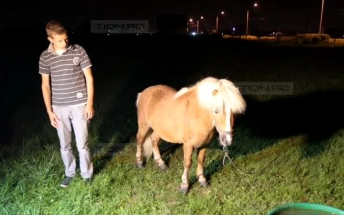 Animalul a fost rănit în zona gâtului. (Foto: www.tion.ro)