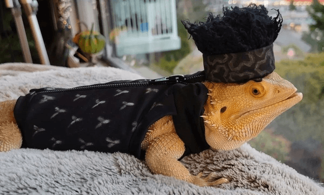 Content image