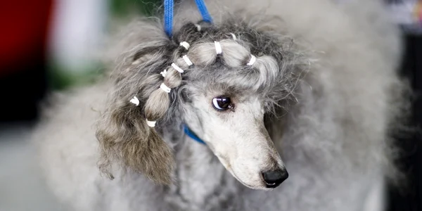 Club Dog Show 2019 / FOTO EPA - EFE
