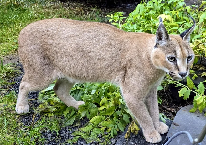 Gripa aviară omoară felinele la sanctuar din Washington FOTO: FB