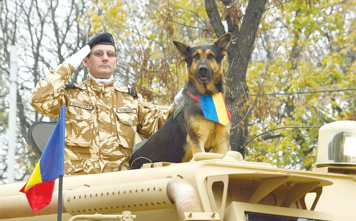 
    Max a fost vedeta paradelor  de 1 Decembrie. Stătea  mândru pe o maşină blindată, alături de plutonierul major Valentin Roşioară, partenerul şi dresorul său  