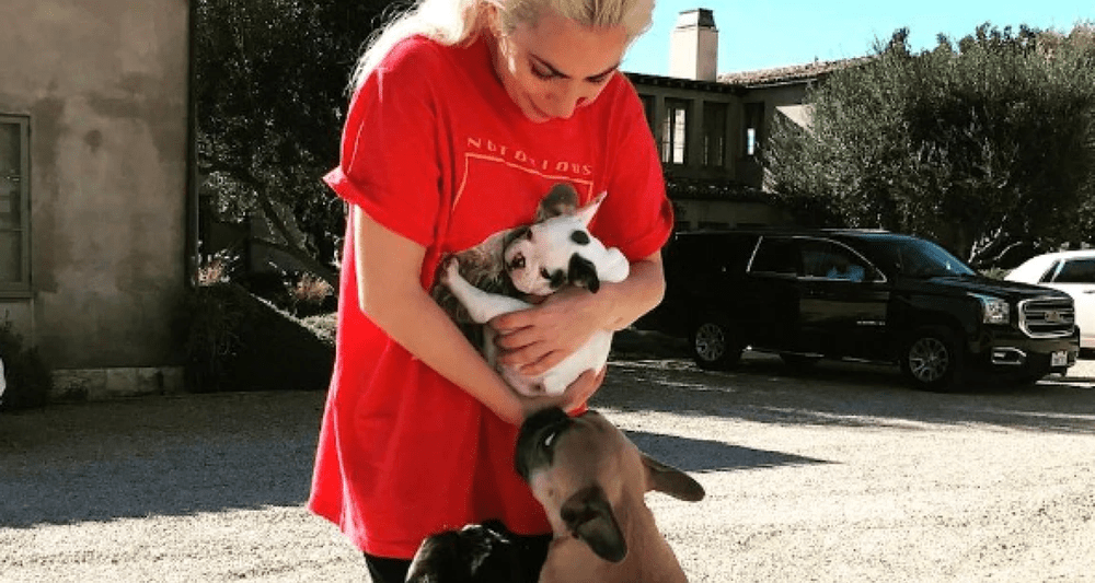  21 de ani de închisoare pentru unul dintre răpitorii câinilor cântăreţei Lady Gaga