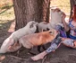 Mikayla Raines, cunoscută militantă pentru drepturile animalelor FOTO: X