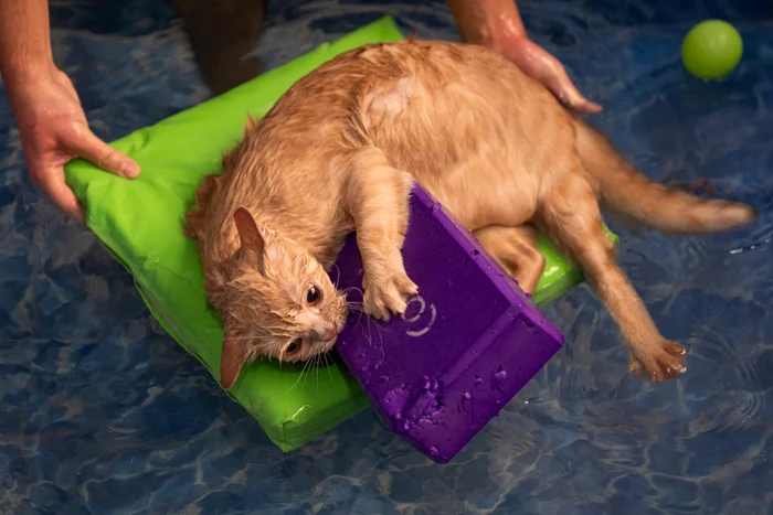 Pisica Ekmek în piscină