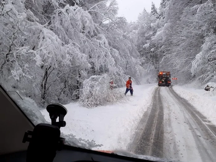Copacii prăbușiți din cauza căderilor masive de zăpadă au împiedicat circulația Foto: DRDP Brașov