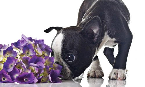 1 51136 original jpg jpeg