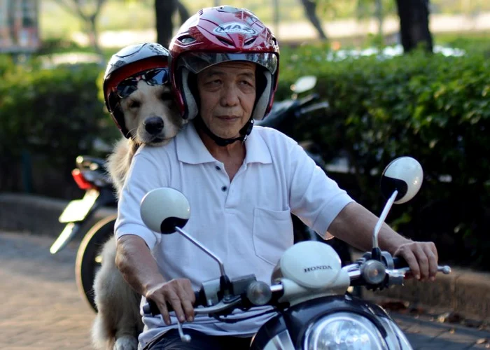 Caini pe scooter (Foto: Photoland/Caters)