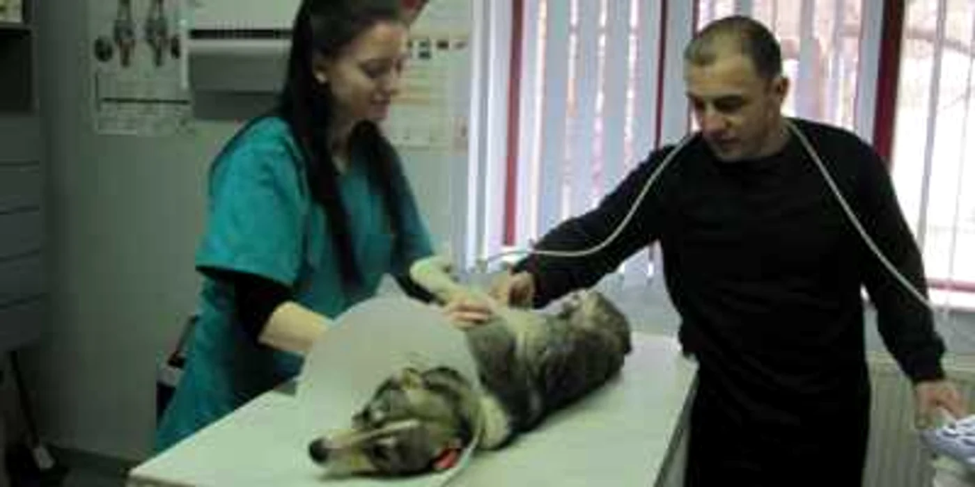 Ruth Osborne lucrează ca şi voluntar la clinica veterinară din Craiova de două luni