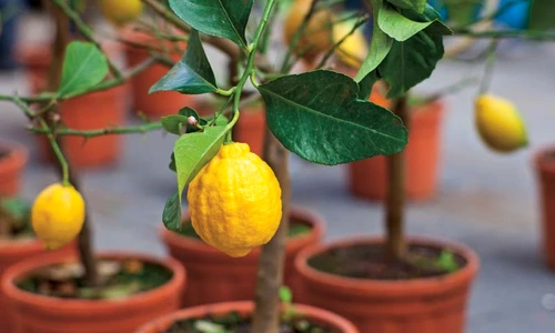 îngrijire lămâi de apartament jpeg