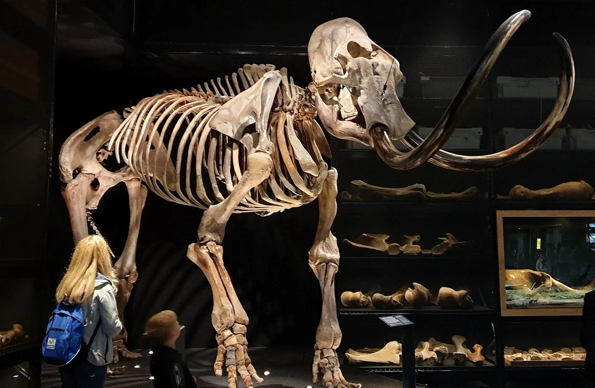 Schelet de mamut (foto: Pixabay)