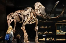 Schelet de mamut (foto: Pixabay)