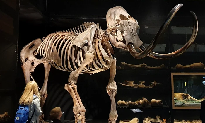 Schelet de mamut (foto: Pixabay)