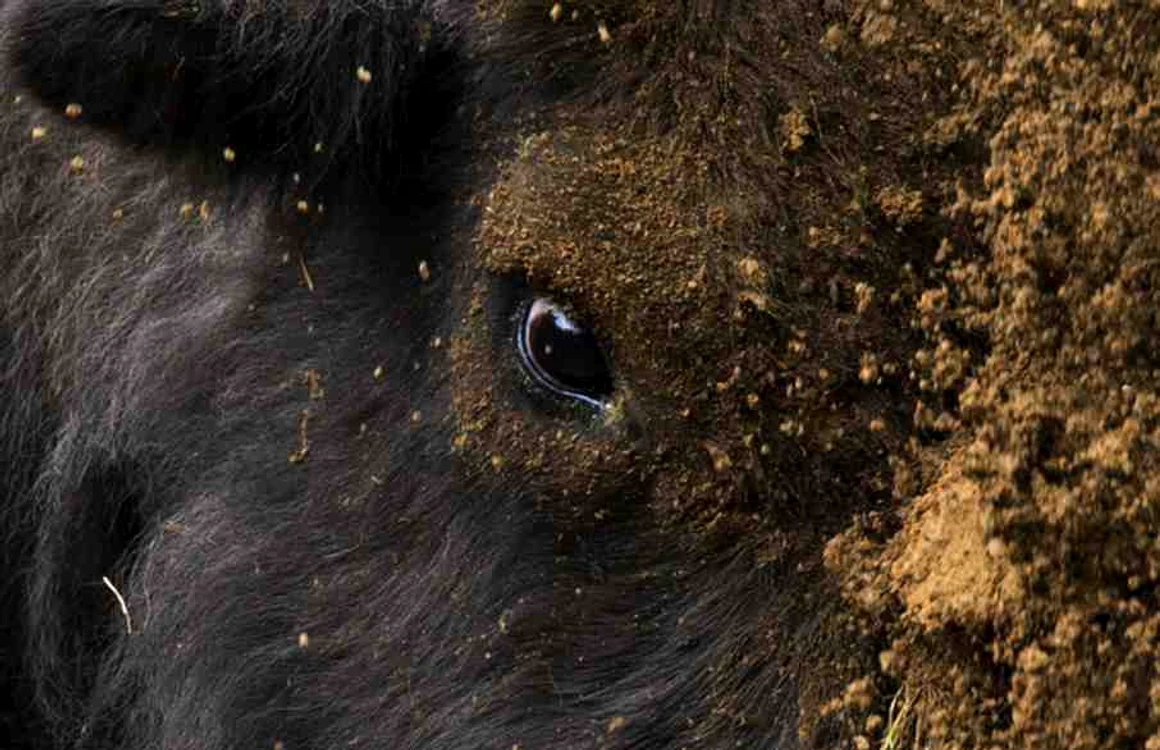 Uriaşul de o tonă va popula din nou Carpaţii, în libertateFoto: Rewilding Europe / WWF