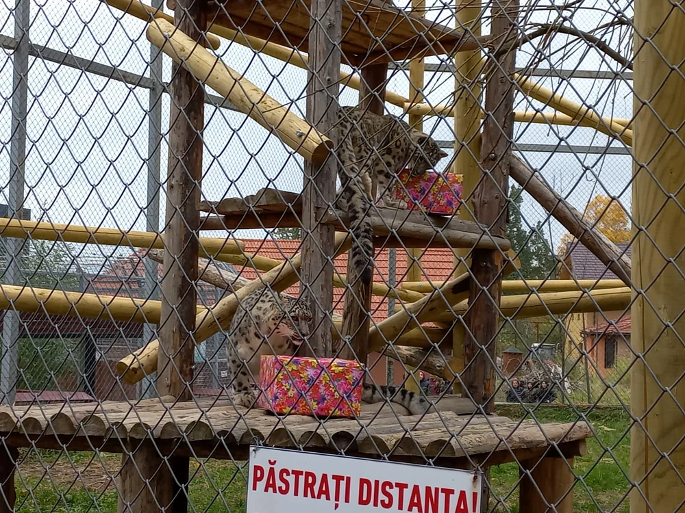 Ziua Internațională a Leopardului Zăpezilor FOTO Ioan Buciumar