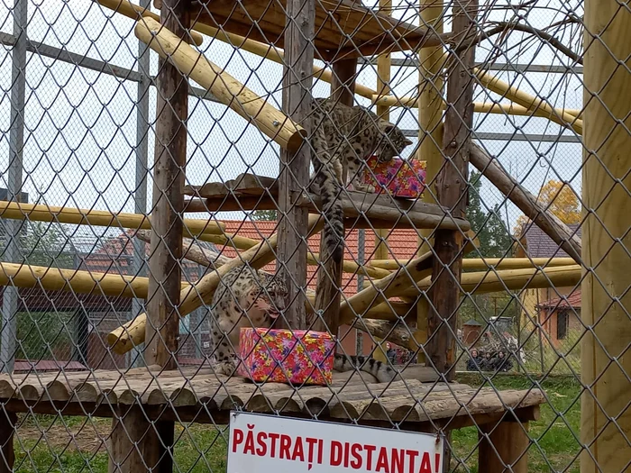 Ziua Internațională a Leopardului Zăpezilor FOTO Ioan Buciumar