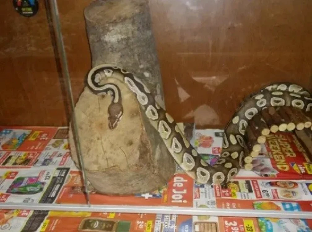 Şarpele este crescut în locuinţa bărbatului din Târgu Jiu                                        FOTO: olx.ro