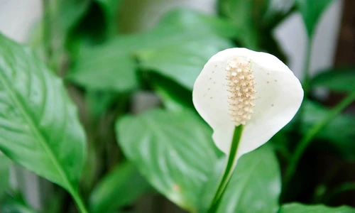 1 77687 original jpg jpeg