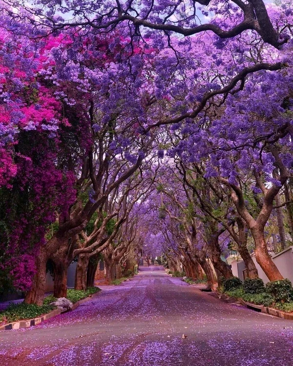 Stradă flancată de spectaculari arbori Paulownia Tomentosa Foto eBay