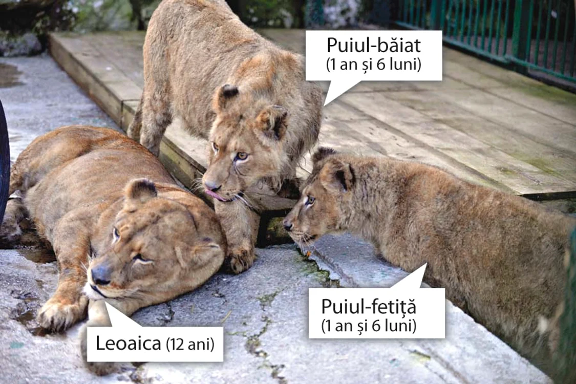 Prima zi departe de cuştile «Cămătarilor»