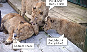 Prima zi  departe  de cuştile «Cămătarilor» jpeg