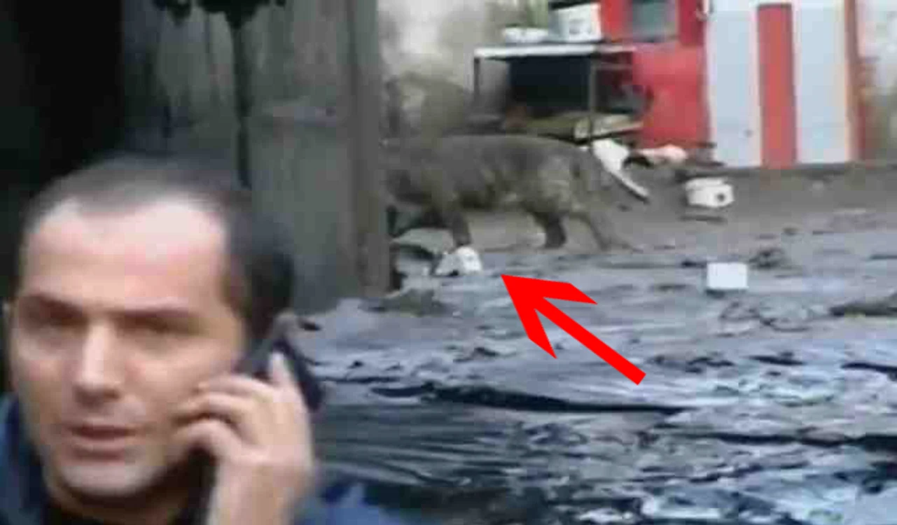
    Un tigru se plimbă fără ţintă pe străzile din Tbilisi, printre copaci scoşi din rădăcină şi maşină răsturnatecaptură video  