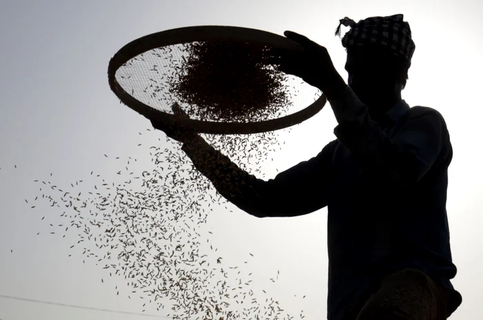 Un muncitor indian cerne orez într-o piaţă de cereale în Amritsar India FOTO EPA-EFE / Raminder Pal Singh