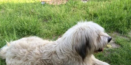 Baloo - Hachiko de la Malu Mare din Dolj Foto Alina Ciocan Burada