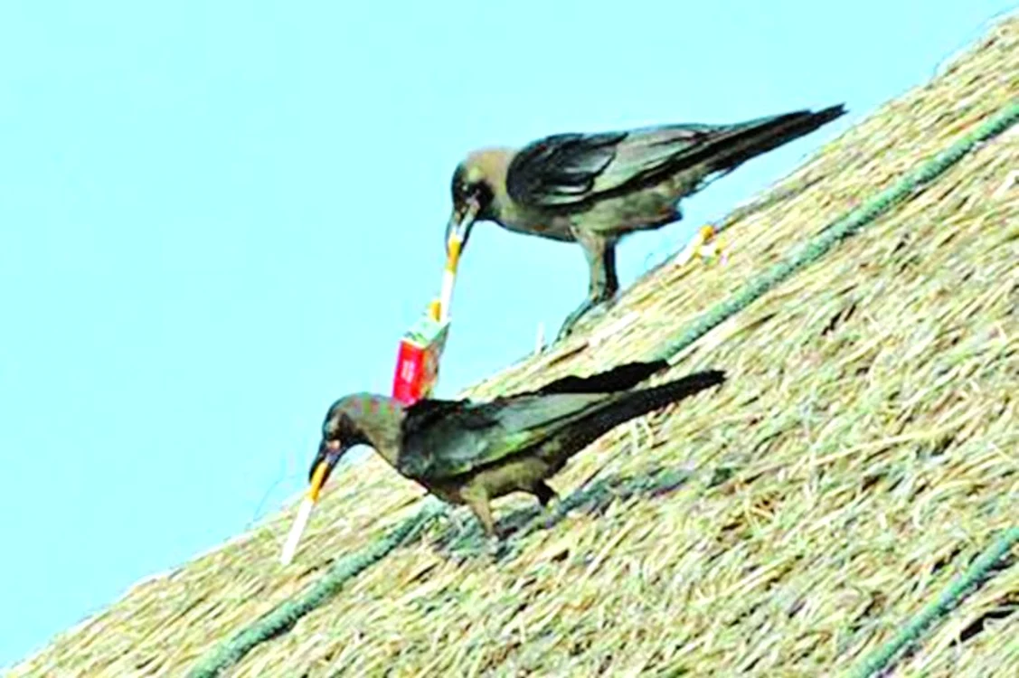 
    Ciorile fumatoare  