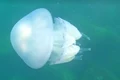 meduza jpg