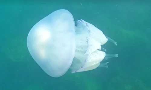 meduza jpg