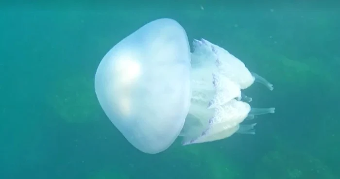 Meduzele nu sunt periculoase / foto: captura protv