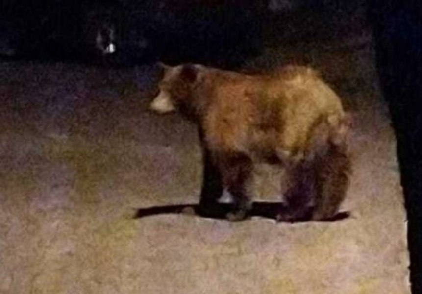 Ursul Rambo de la Ploiești, greu de prins. Animalul fuge de vânători și de drone