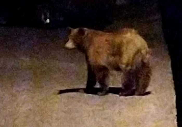 Ursul Rambo din Ploiești SURSA captură video