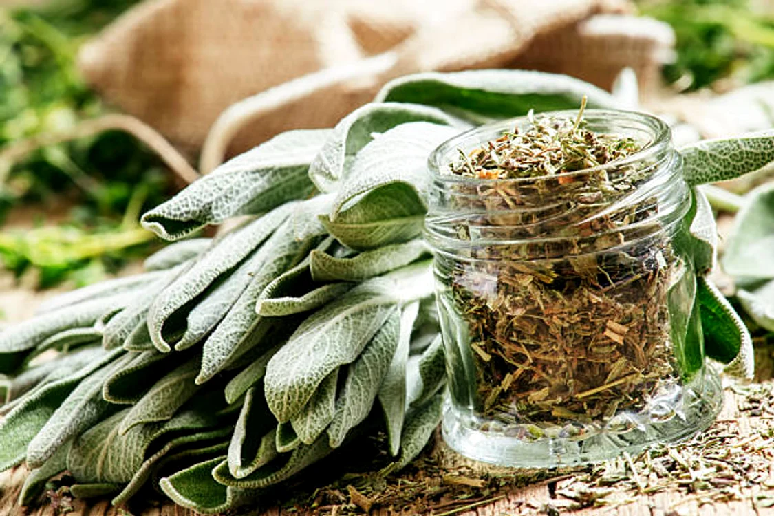 Salvia rezistă ușor în fața secetei / foto: IStock