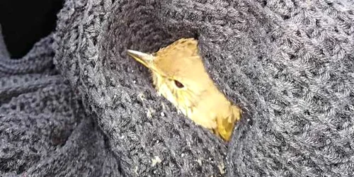 Pasăre învelită FOTO Facebook SOR- Laura Smaranda